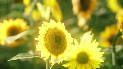 Obraz premium Golden sunflowers sway gently under the warm sun, creating a vibrant landscape. Their cheerful faces reach towards the sky, symbolizing joy and beauty in nature’s embrace.