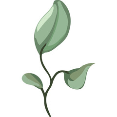 Delicate Light Green Eucalyptus Branch with Soft Shadows Minimalist Botanical Element Isolated on White Background Subtle Natural Detail