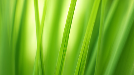 shallow. Fresh spring grass blades highlighted by sunlight with a soft, blurred effect. travel magazines, destination branding, designed for outdoor magazines and nature guides.