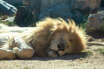 Obraz premium Majestic lion resting peacefully on sandy ground, surrounded by natural rocks and greenery, showcasing the beauty of wildlife in a serene environment
