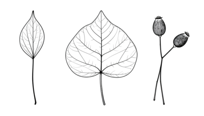 Three illustrations of flora detailed leaf with linear vein patterns, and two seed pods on stalks, black background