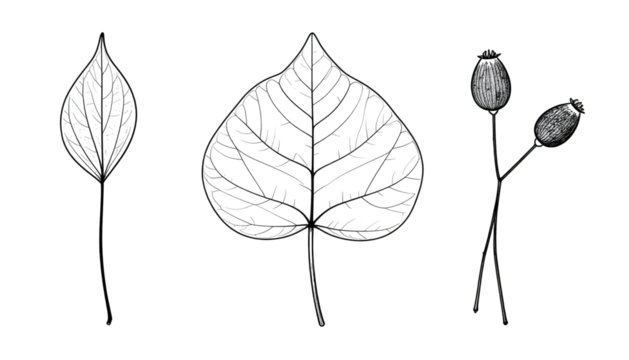 Three illustrations of flora detailed leaf with linear vein patterns, and two seed pods on stalks, black background