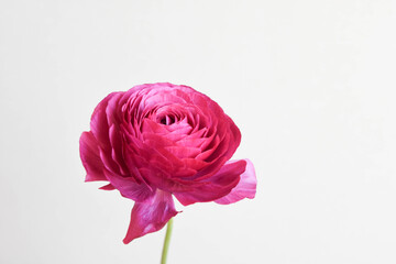 ラナンキュラス