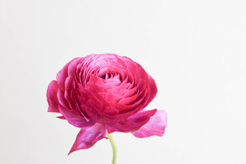 赤紫のラナンキュラス