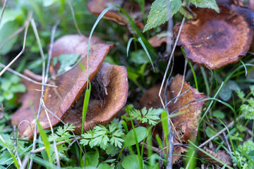 Cluster of Tiny Mushrooms Growing in Wild Grass