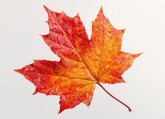 Obraz premium thanksgiving maple leaf