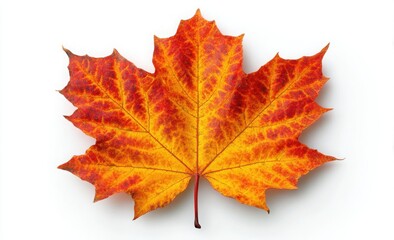 Obraz premium thanksgiving maple leaf