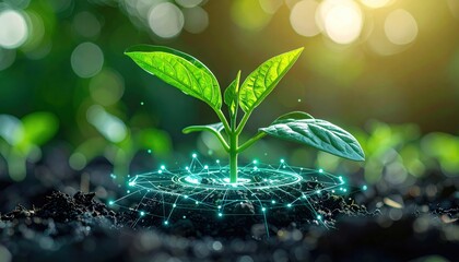 Young plant with cyber display of technological smart farming 4.0-Smart Farming and Agriculture Innovation Concept.