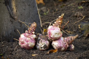 Fresh Harvested Purple Jerusalem artichokes In Soil After Digging From Garden Bed