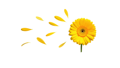 Yellow flower with petals blowing off in wind against black backdrop, vibrant and delicate, simple and minimalist style