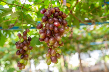 Grape clusters in a vineyard in Thailand