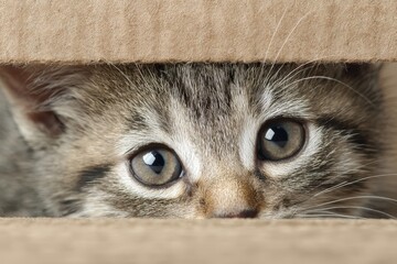 Intense Gaze Close-Up of a Kitten Peeking Out from a Cardboard Box