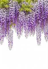 Beautiful Illustration of Cute Wisteria Vines with Hanging Flowers Showcasing Natural Beauty and Charm