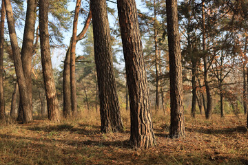 Sunlit pine forest with textured trunks and dry grass on the forest floor in autumn