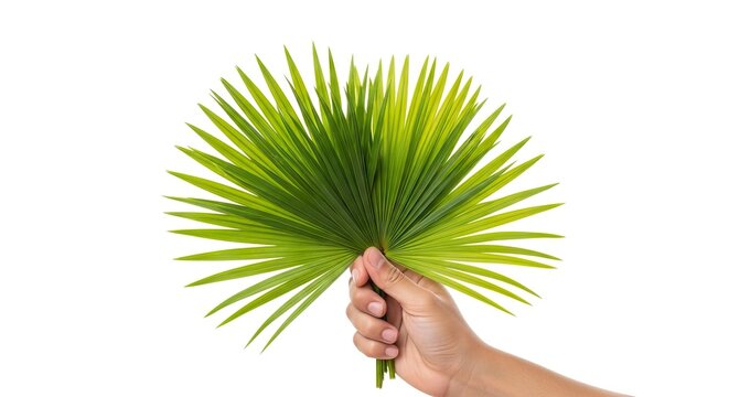A hand holds a large fanshaped green palm leaf against a white backdrop