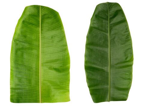 Fresh green Banana leaf isolated on white, India Banana leaf, Indian Tradition, food serving, festival, Tamil Nadu.