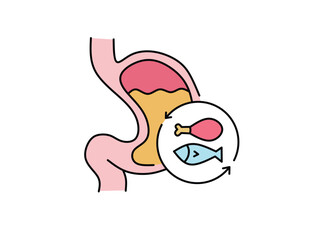 Conceptual line illustration of the human stomach actively digesting food, detailing the breakdown of ingested items within the gastrointestinal system, crucial for nutrient absorption and good health
