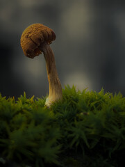 mushrooms in the forest