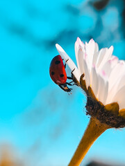 ladybird on a flower