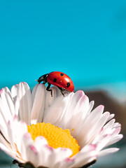ladybug on daisy