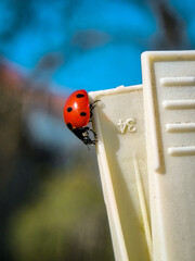 ladybug on a clothespin