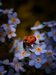 
ladybug and forget-me-nots