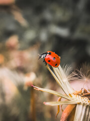 ladybug on a dandelion