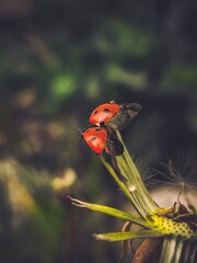 ladybug on a dandelion