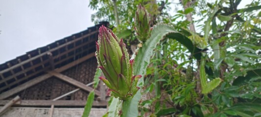 The image shows a dragon fruit bud or ovary (Hylocereus sp.) growing on a cactus. This plant is also known as dragon fruit or pitaya.