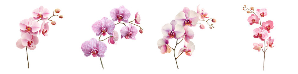Obraz premium Elegant Pink Orchid Sprigs Isolated on White - Watercolor Style