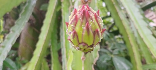 The image shows a dragon fruit bud or ovary (Hylocereus sp.) growing on a cactus. This plant is also known as dragon fruit or pitaya.