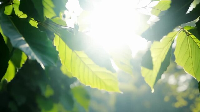 Bright summer sun beams pass through fresh green leaves moving slightly in wind creating natural play of light and shade in peaceful forest scene