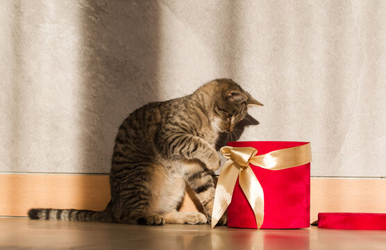 Fototapeta Mały wesoły kot z pudełkiem na prezenty