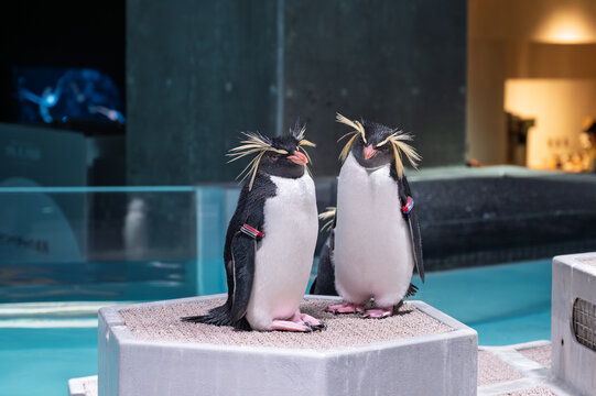 都会のオアシスに佇むイワトビペンギン