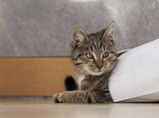 Portret wesołego małego szarego kota © kubikactive