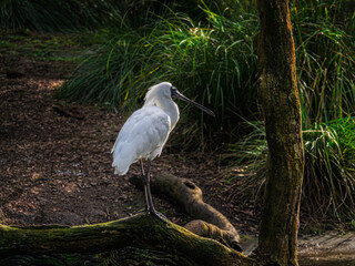 Shovelnose Heron Standing On Log