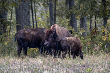 Baby american bison with mom and Dad when eat milk