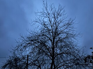 Bare tree branches form a dark silhouette against a twilight blue sky in Alberta, Canada. A haunting yet peaceful nature scene capturing the quiet stillness of evening and the beauty of minimalism.