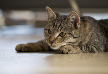 Portret wesołego małego szarego kota © kubikactive