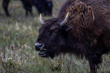 Bison in the field