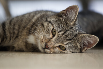 Portret wesołego małego szarego kota