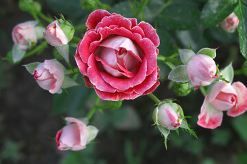 Beautiful red rose flower closeup in garden, A very beautiful red rose flower bloomed on the rose tree, Rose flower closeup, bloom flowers, Natural spring flower, Natural floral background,