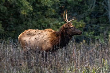 bull elk in the woods