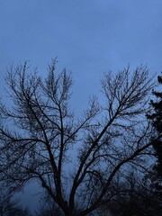 Bare tree branches silhouetted against a deep blue evening sky in Alberta, Canada. A quiet and moody landscape capturing the peaceful transition from day to night in the natural world.