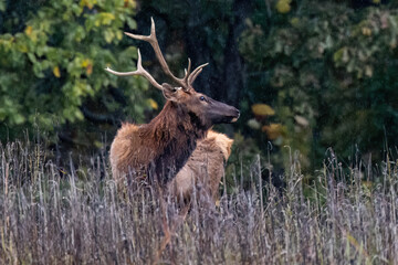 bull elk in the woods