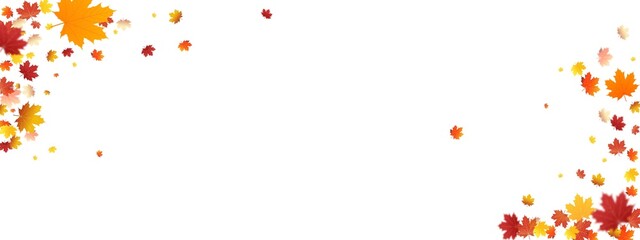 High-quality PNG of red oak, birch, and maple leaves in soft natural light. Perfect for autumn-themed designs, decorations, and backgrounds. Transparent background for easy layering and editing.