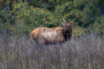 bull elk in the woods