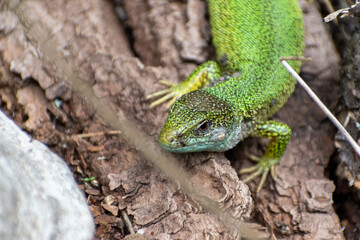 Green Lizard Closeup in Natural Habitat