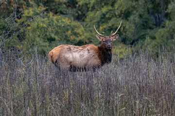 bull elk in the woods