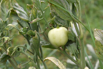 Green unripe Tomato, Green tomatoes plantation. Organic farming, young unripe tomato plant growth in greenhouse, Fresh green unripe tomatoes growing in the garden, Vegetable plantation with tomatoes